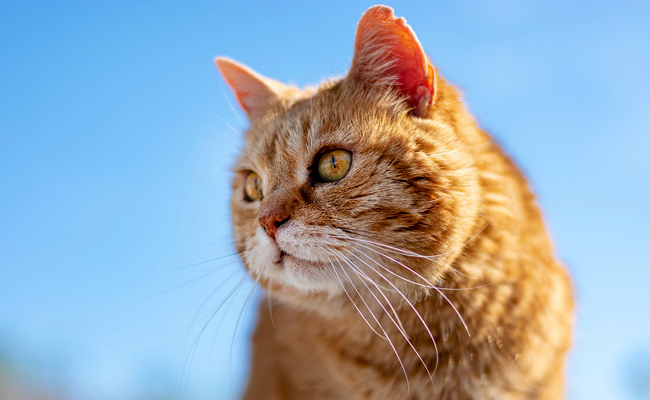 Comment résilier une assurance chat ?