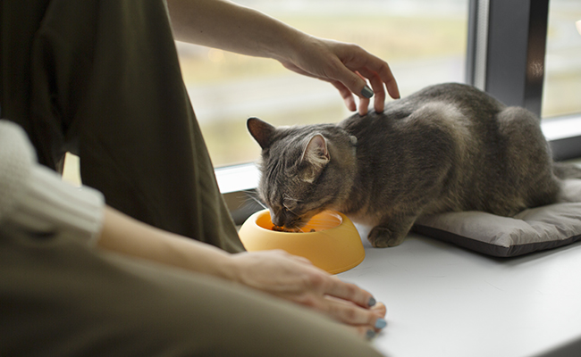 Comment rétablir l’équilibre intestinal de mon chat ?