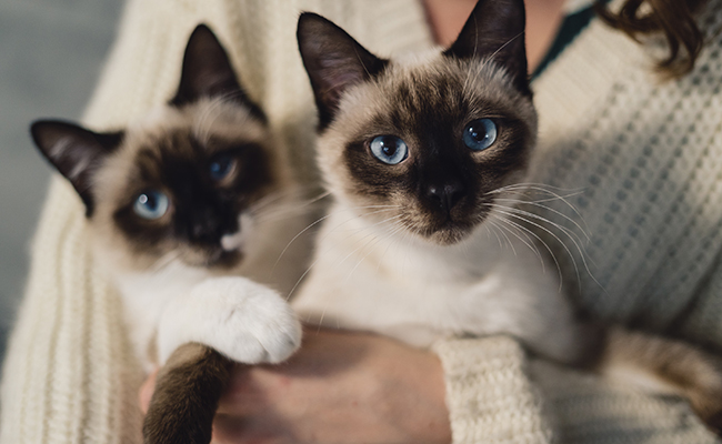 La robe colorpoint chez le chat