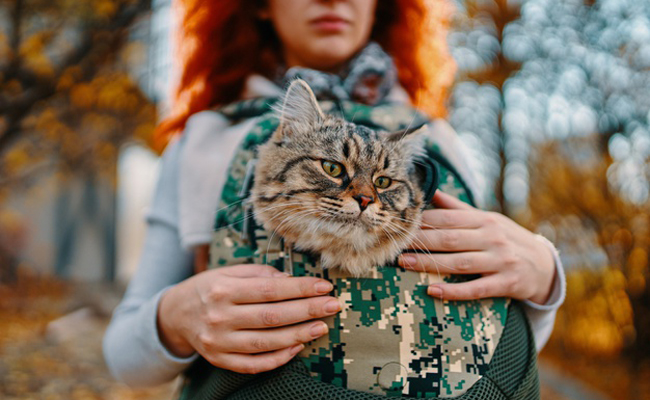 Sac de transport pour chat : comment le choisir ? Quel coût ?