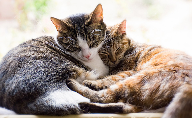 Quelle est la saison des amours chez le chat ?