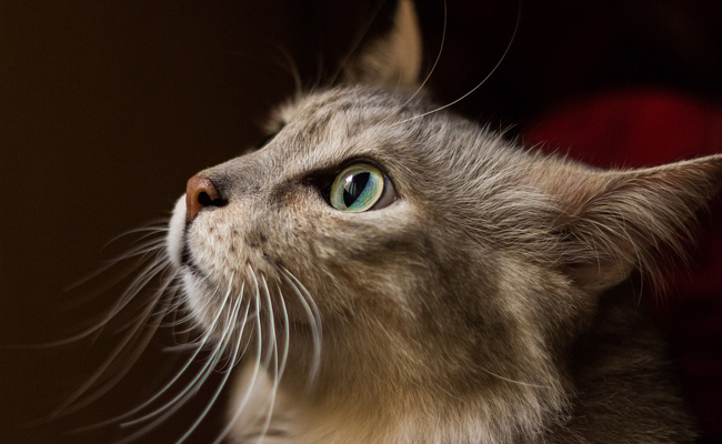 Peut-on assurer un chat sans bilan de santé ?