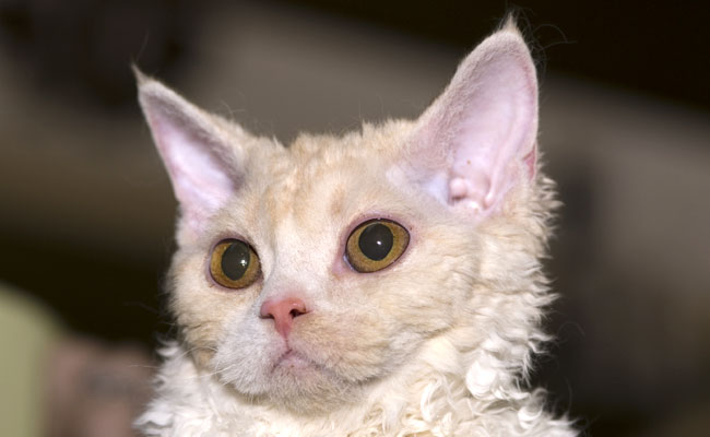 Le Selkirk Rex, chat au pelage frisoté