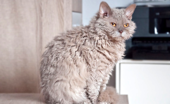 Le Selkirk Rex possède trois types de poils frisés