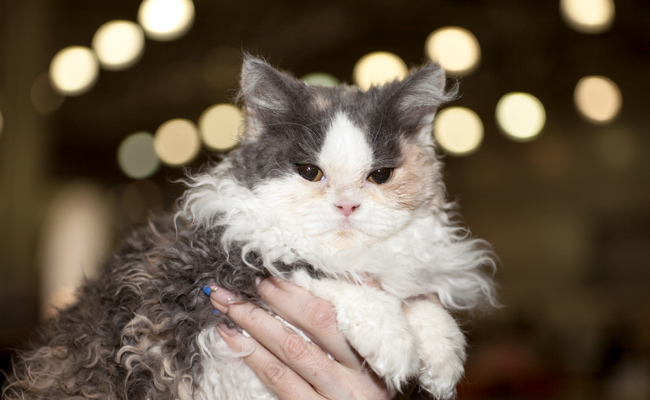 Le Selkirk Rex n’est pas très courant en Europe