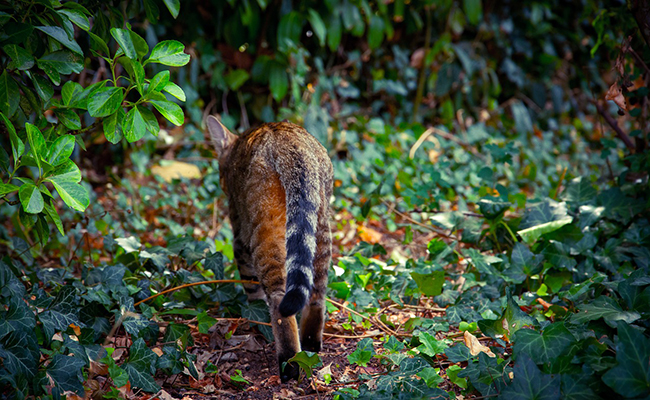 Le chat a-t-il le sens de l'orientation ?