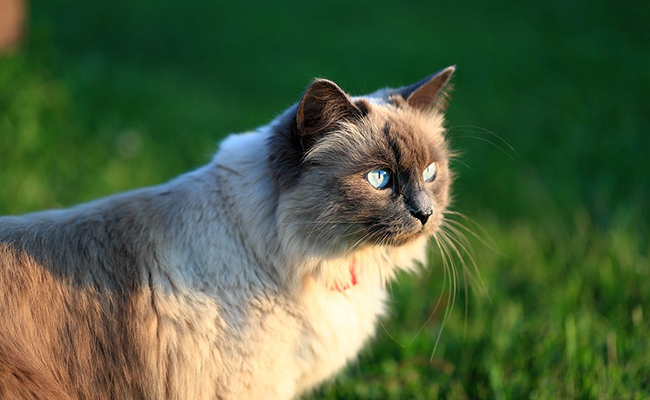 Comment le chat montre-t-il ses sentiments ?