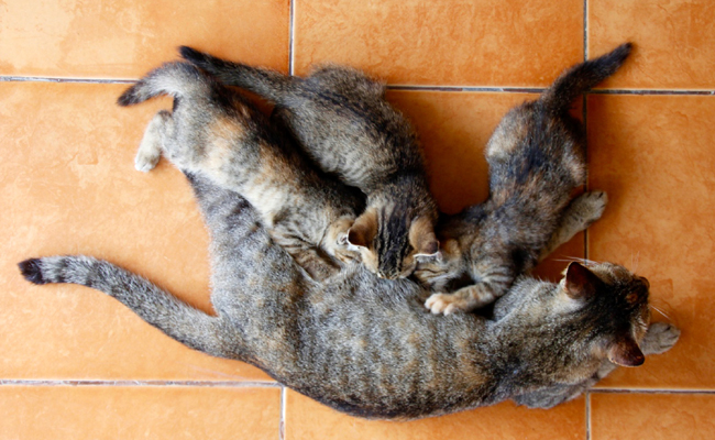 Comment nourrir un chaton après le sevrage ?