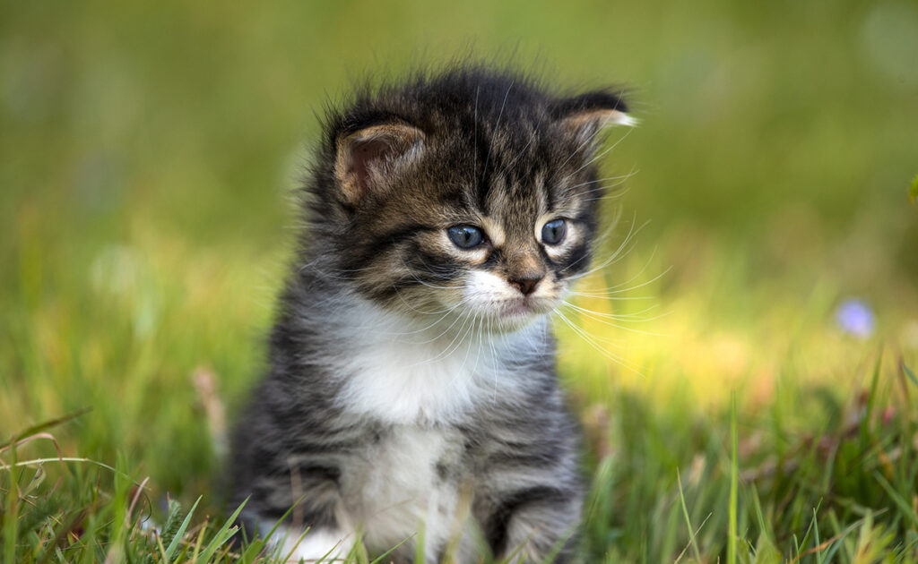 Sevrage du chaton : pâtée ou croquettes ?