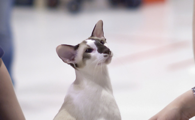 Le Seychellois, un chat plein de grâce et d'élégance