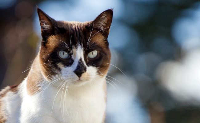 Le Snowshoe, le chat aux pattes blanche