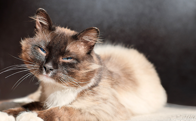 Souffle cardiaque chez le chat : symptômes, traitement et prévention