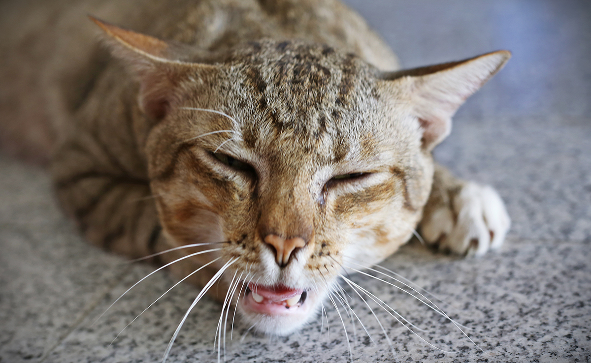 Comment soulager un chat qui vomit ?