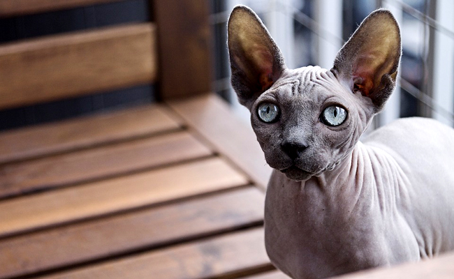 Sphynx