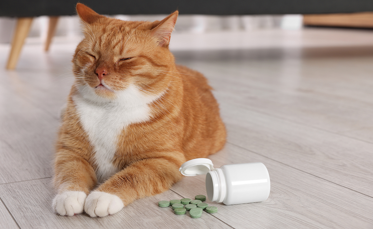 Spiruline pour chat : quels avantages santé ?