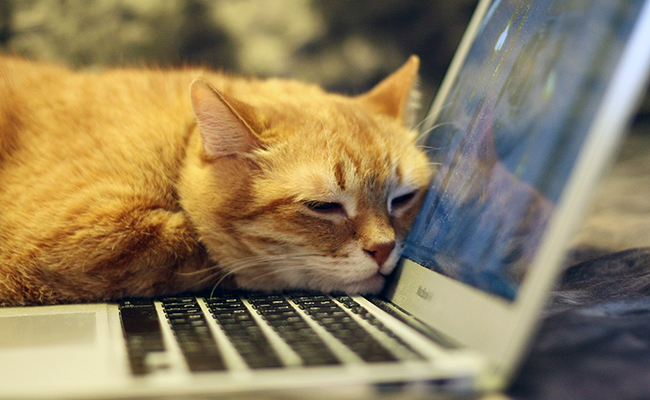 Télétravailler avec un chat à la maison : comment s’organiser ?