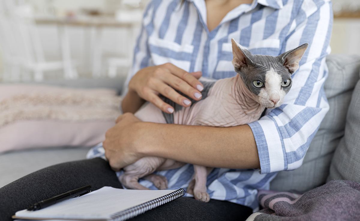 Test urinaire chez le chat : pourquoi ? Comment procéder ?