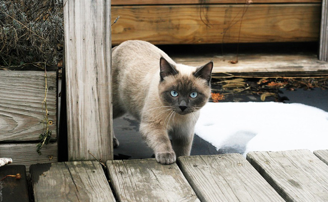 Le chat Thaï se reconnait d’emblée par son corps musclé, solide et compact