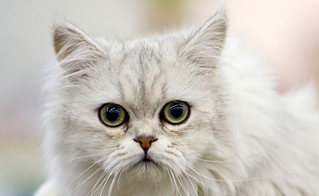 Tiffany - Asian longhair, un chat curieux et très doux