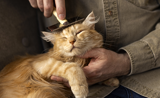 Toiletter son chat soi-même : 7 étapes à respecter