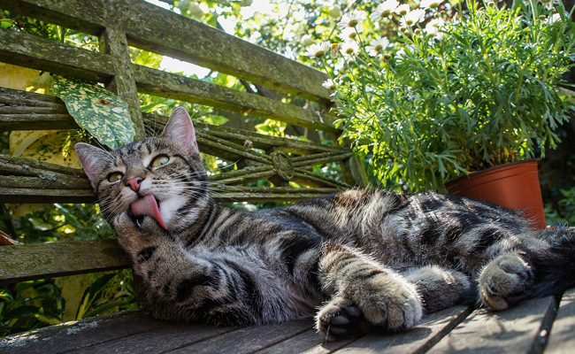 La toilette du chat, quelles sont ses habitudes ?