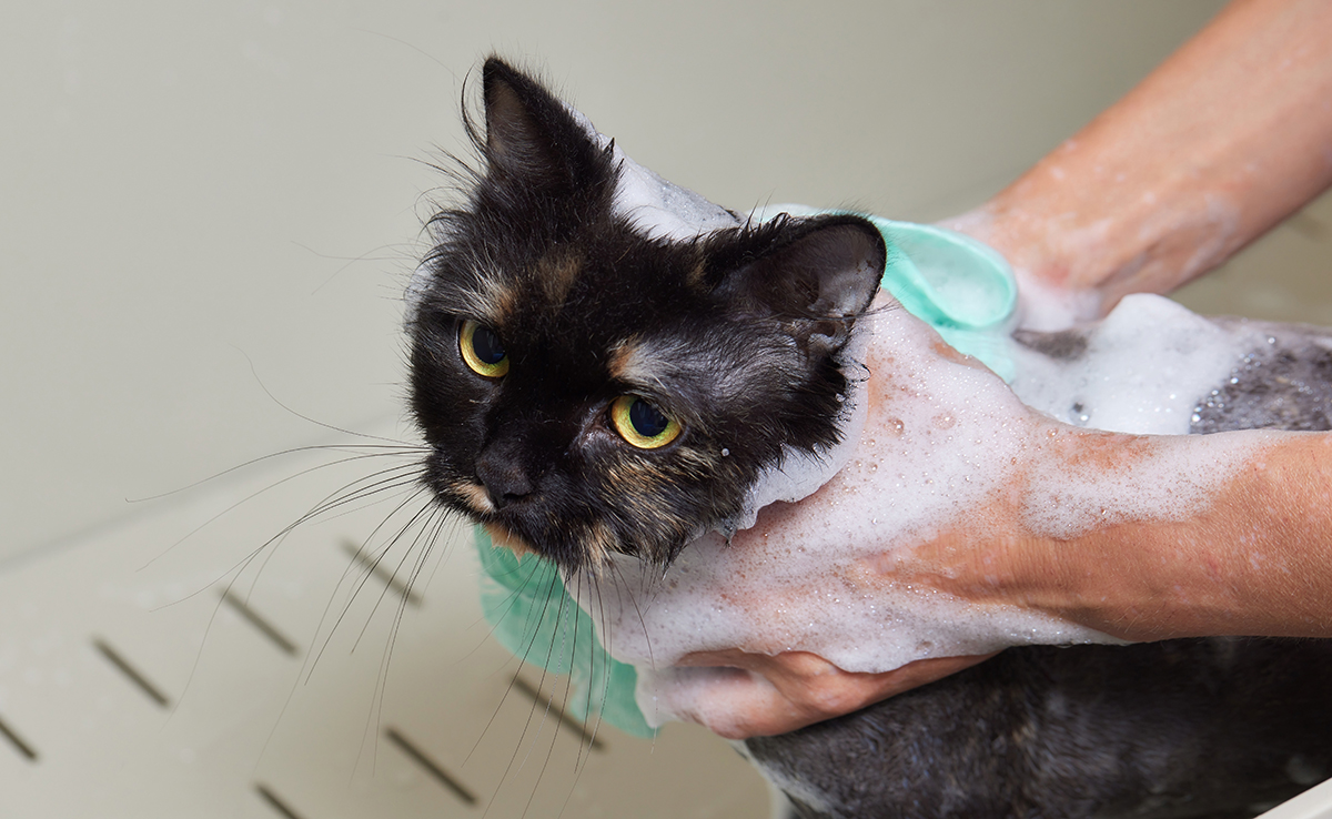 Toilettage excessif de son chat : attention aux risques !