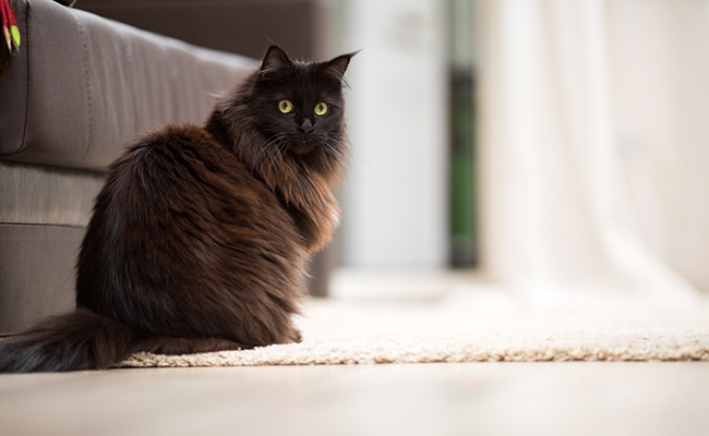 Brosser et toiletter un Maine Coon : conseils et astuces