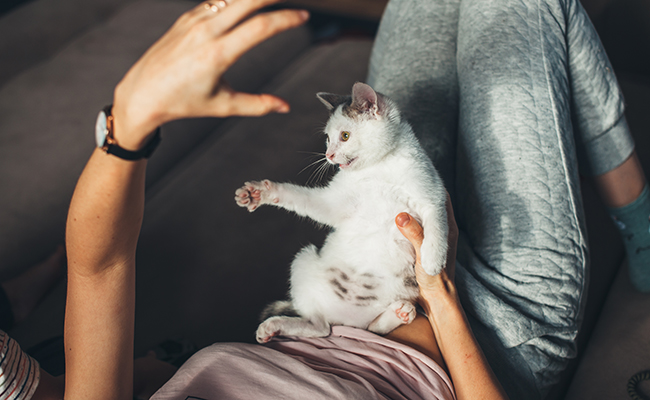 Pourquoi mon chat n'aime pas qu'on lui touche les pattes ?