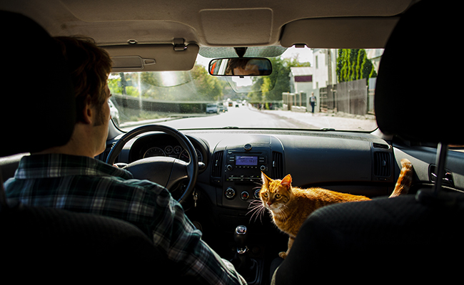 Comment transporter et voyager avec son chat en voiture ?