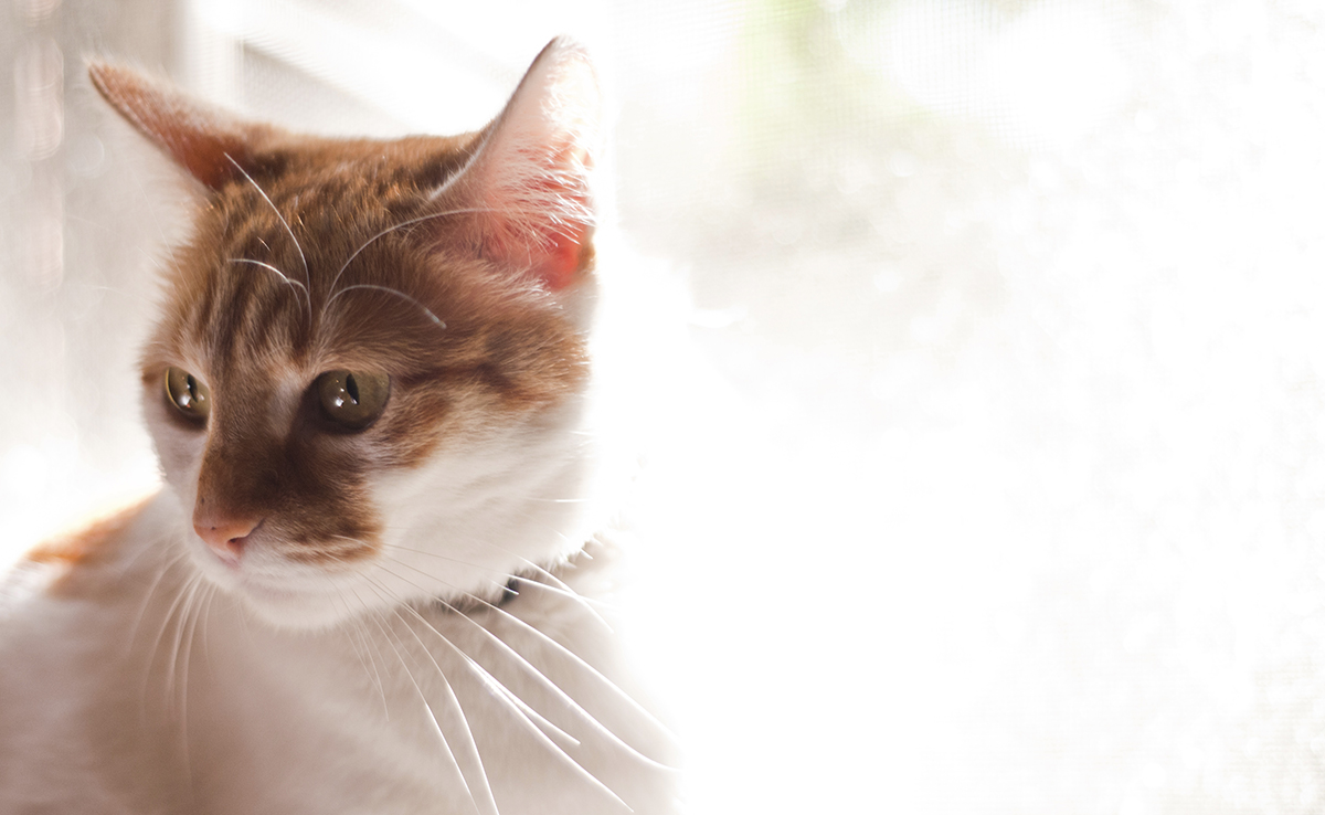 Le vapotage est-il dangereux pour les chats ?