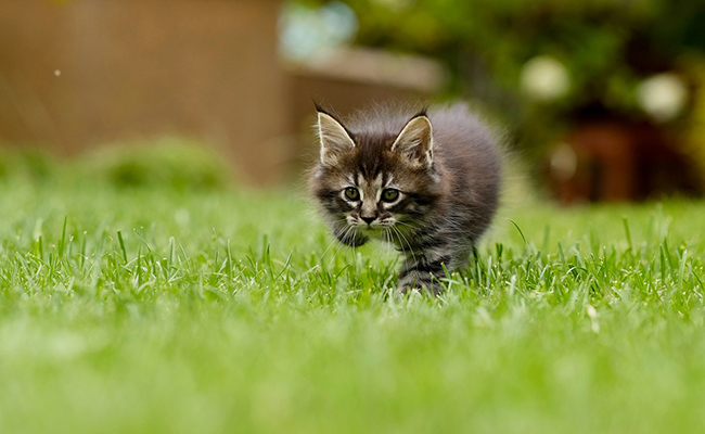 Vente de chat sur internet : que dit la loi ? Quelles sont les règles ?