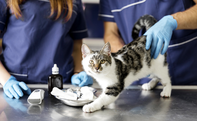 L'assurance chat rembourse-t-elle directement le vétérinaire ?