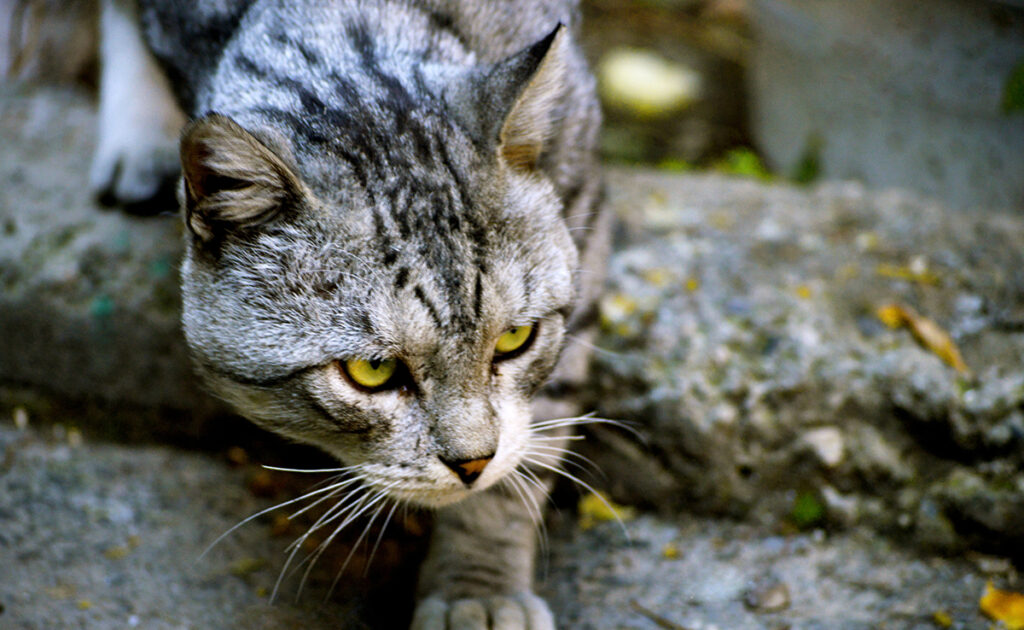 Les Vikings sont responsables de l’expansion du chat à travers le monde : vrai ou faux ?