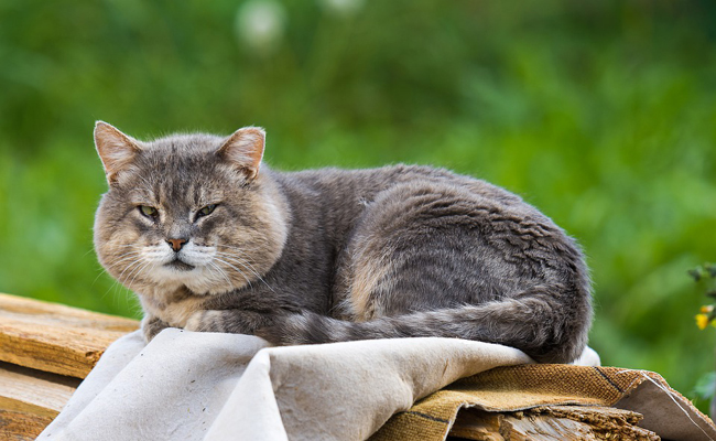 Comment prendre soin de son vieux chat ?