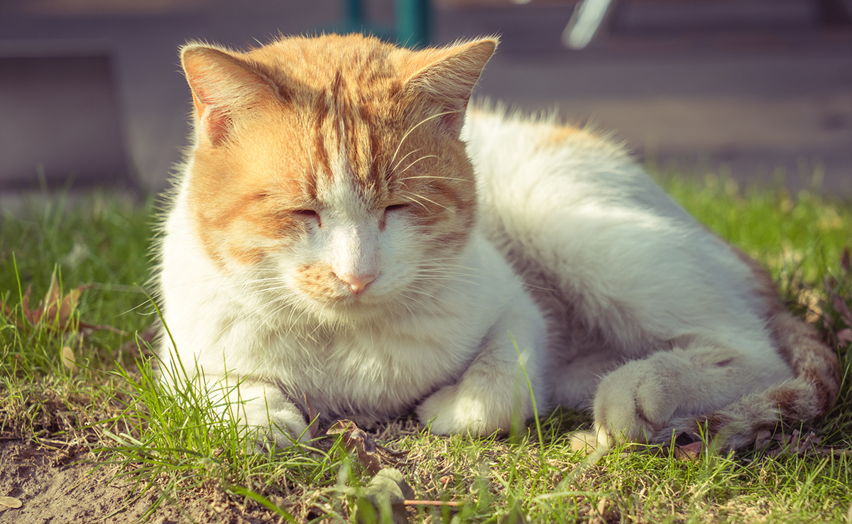 Mon chat n'arrive plus à sauter : pourquoi, que faire ?