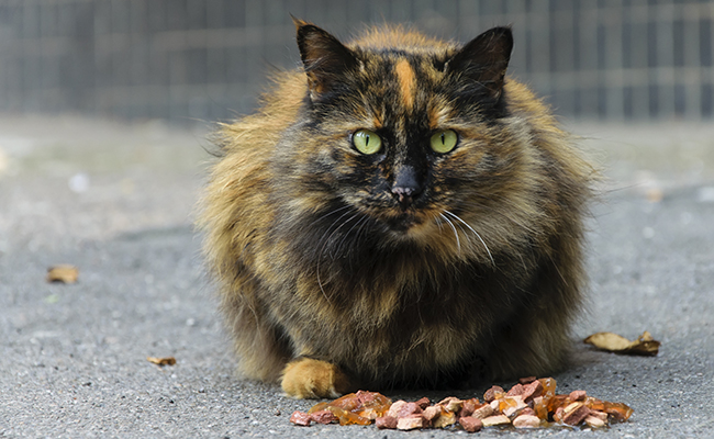 Quelle alimentation pour un chat âgé ?